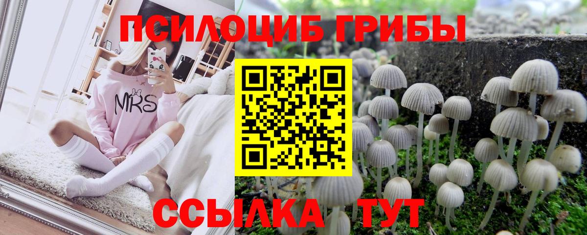 Псилоцибиновые грибы Psilocybine cubensis Липецк